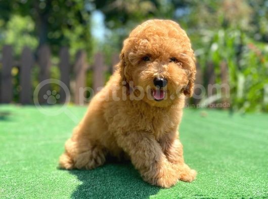 Efsane Guzellikte Mini Boy Poodle Bebekler görsel