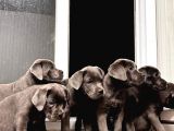 Cane Corso Yavrular