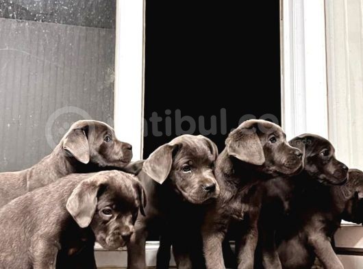 Cane Corso Yavrular görsel