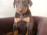 Doberman Yavrular