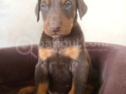 Doberman Yavrular görsel