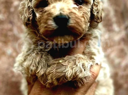 Maltipoo Yavrularımda Son Nokta görsel