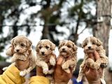 Maltipoo Yavrularımda Son Nokta