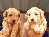 Maltipoo Yavrularımda Son Nokta