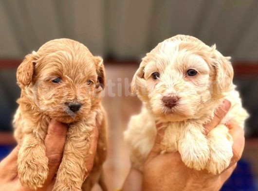 Maltipoo Yavrularımda Son Nokta görsel