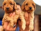 Maltipoo Yavrularımda Son Nokta