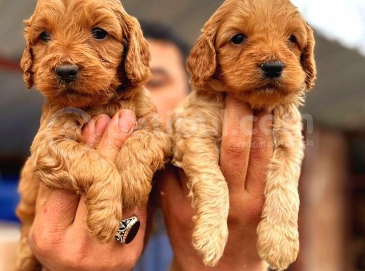 Maltipoo Yavrularımda Son Nokta görsel