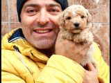 Maltipoo yavrularımda son nokta