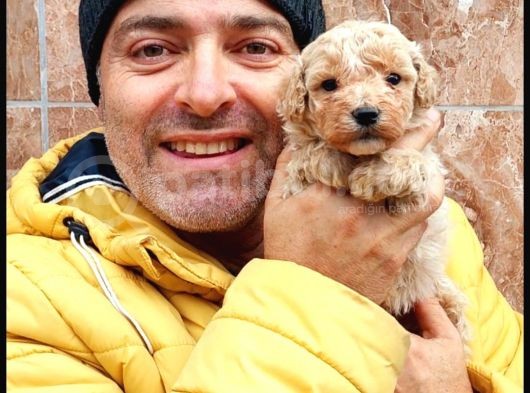 Maltipoo Yavrularımda Son Nokta