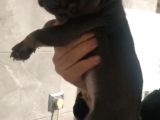 Blu Etan Quad Yavru Çok Çok Güzel Bir Yavru