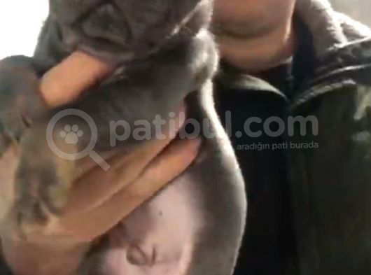 Blu Etan Quad Yavru Çok Çok Güzel Bir Yavru görsel