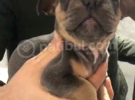 Blu Etan Quad Yavru Çok Çok Güzel Bir Yavru görsel