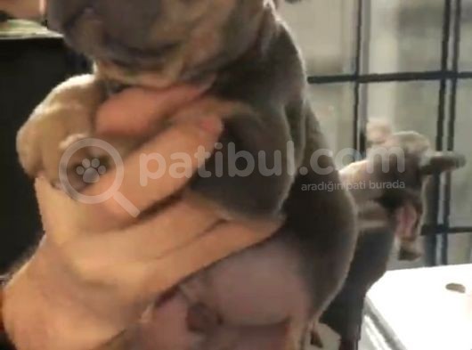 Blu Etan Quad Yavru Çok Çok Güzel Bir Yavru