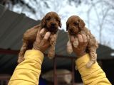 Cavapoo Yavruları