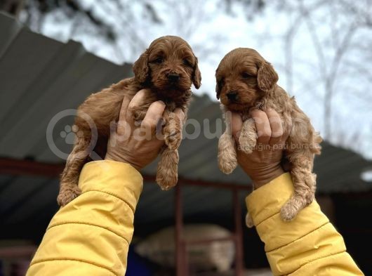 Cavapoo Yavruları görsel