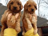 Cavapoo Yavruları