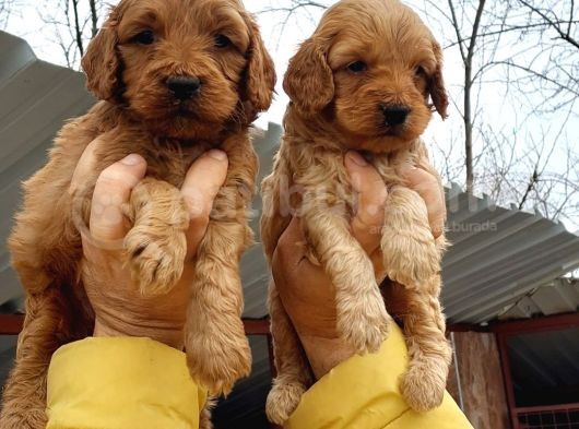 Cavapoo Yavruları görsel