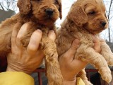 cavapoo yavruları