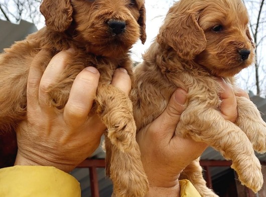 Cavapoo Yavruları