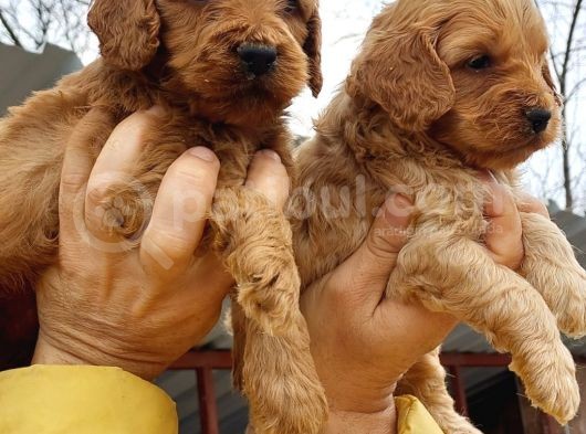 Cavapoo Yavruları görsel