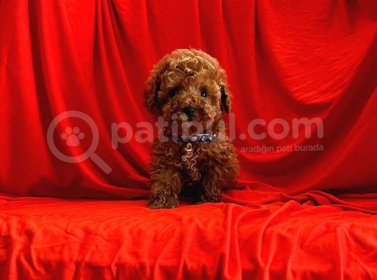 Safkan Toy Poodle Yavrularımız görsel