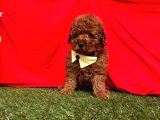 Safkan toy poodle yavrularımız