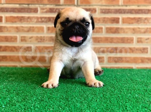 Muhteşem Güzelli̇kte Basik Burun Gül Kuyruk Pug Yavrular görsel