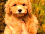 Toy Poodle Di̇şi̇ Üst Kali̇te