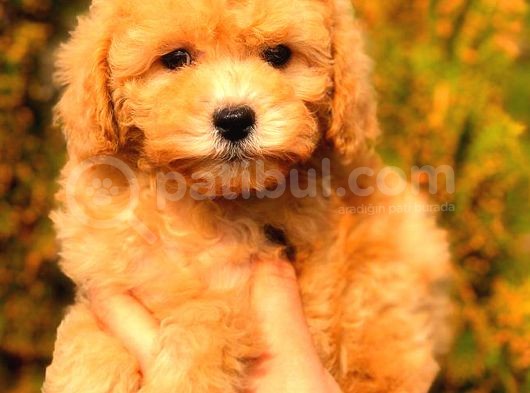 Toy Poodle Di̇şi̇ Üst Kali̇te görsel