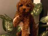 Maskot Redbrown Poodle Bebekler