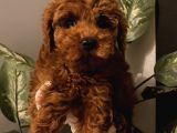 Birbirinden Özel Safkan Poodle Bebekler