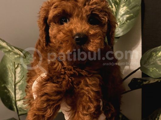 Birbirinden Özel Safkan Poodle Bebekler görsel