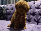 Birbirinden Özel Safkan Poodle Bebekler
