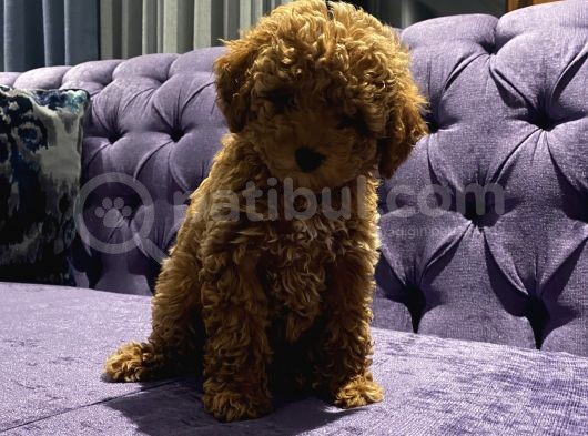 Birbirinden Özel Safkan Poodle Bebekler görsel