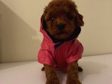 Maskot RedBrown Poodle Bebekler