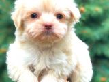 Malti̇po Di̇şi̇ Üst Kali̇te