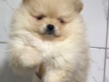 Teddy Teacup Boo