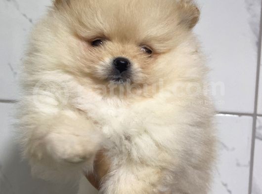 Teddy Teacup Boo görsel