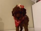 Maskot Redbrown Poodle Bebekler