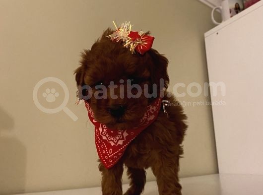 Maskot Redbrown Poodle Bebekler görsel
