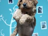 Toy Poodle