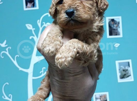 Toy Poodle görsel