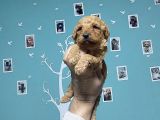 Toy Poodle
