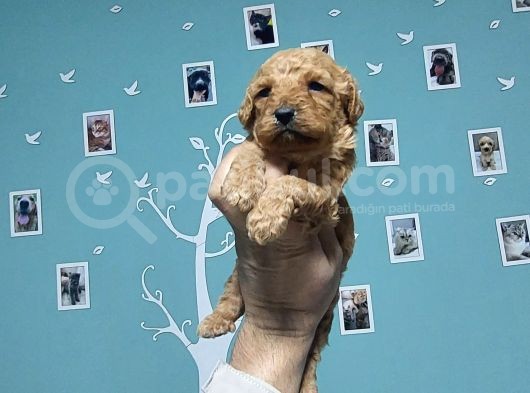Toy Poodle görsel