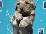 Toy Poodle