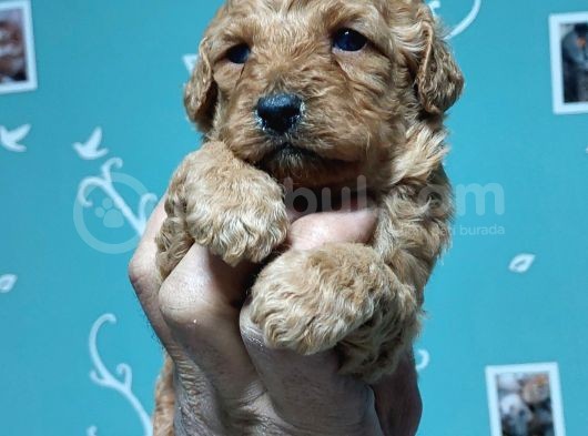 Toy Poodle görsel