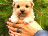TEACUP ERKEK MALTİPO