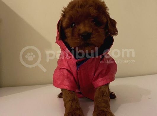 İnstagram Fenomeni Karamel’in Bebişleri görsel