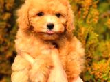 TOY POODLE DİŞİ ÜST KALİTE