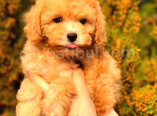 Toy Poodle Di̇şi̇ Üst Kali̇te